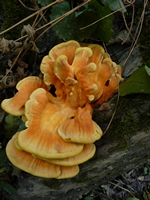 Fungo carpoforo da determinare (Laetiporus sulphureus)